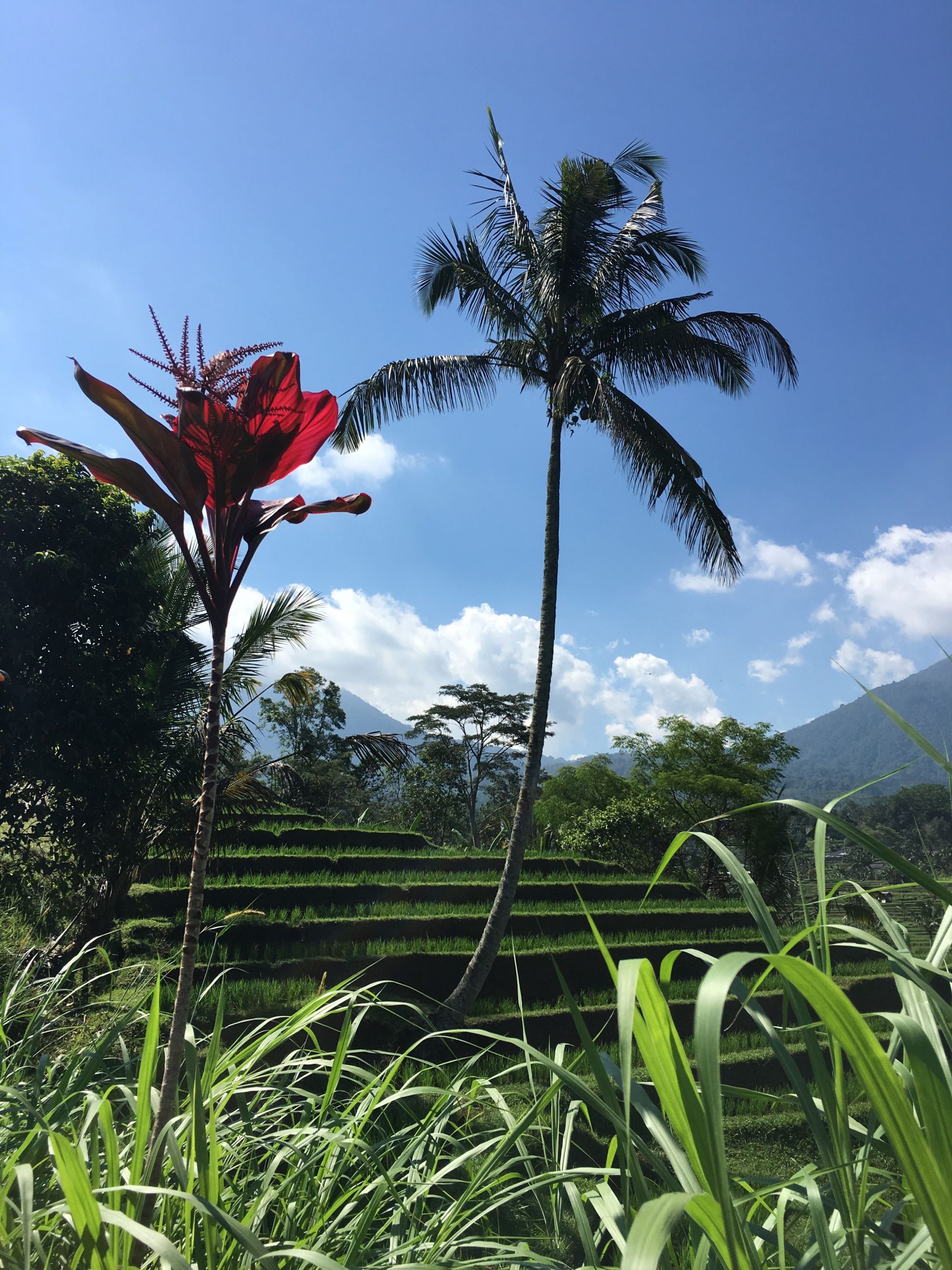 Rijstterrassen Jatiluwih